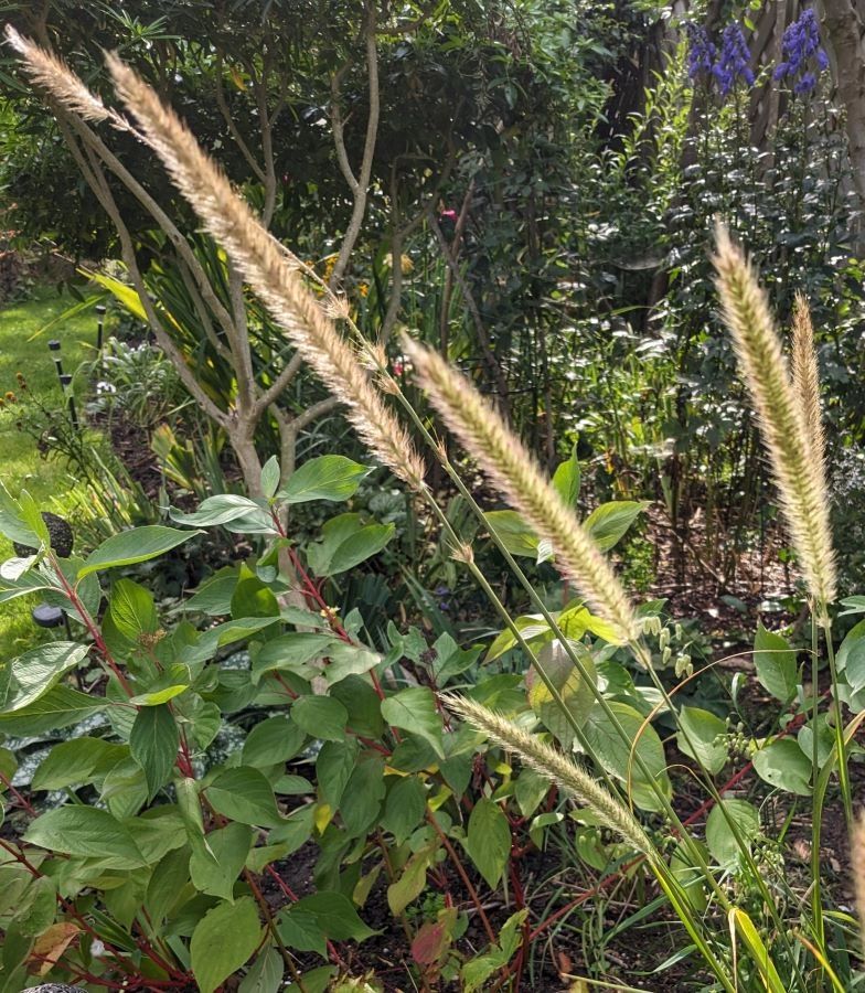 pennisetum-macrourum-african-tail-feathers-20-seeds